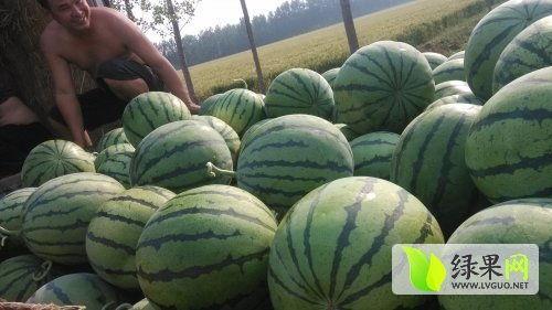 蔚县大瓜最新爆料事件