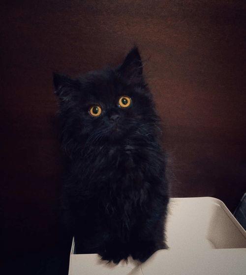 猫哥最新预测爆料,揭秘未来趋势，揭秘行业动向！